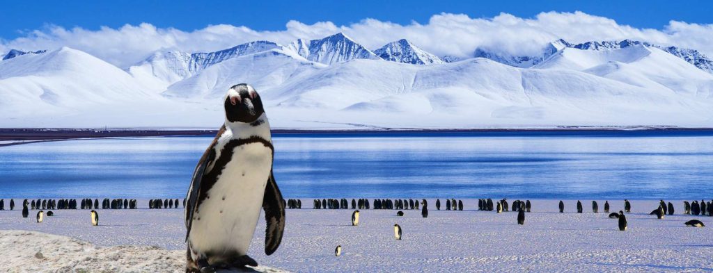 Pinguin in Antarctica