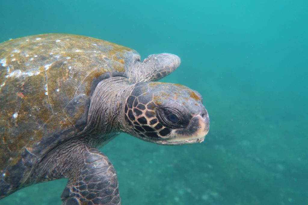 close up van reuze zeeschildpad in de Galapagos eilanden aan het zwemmen