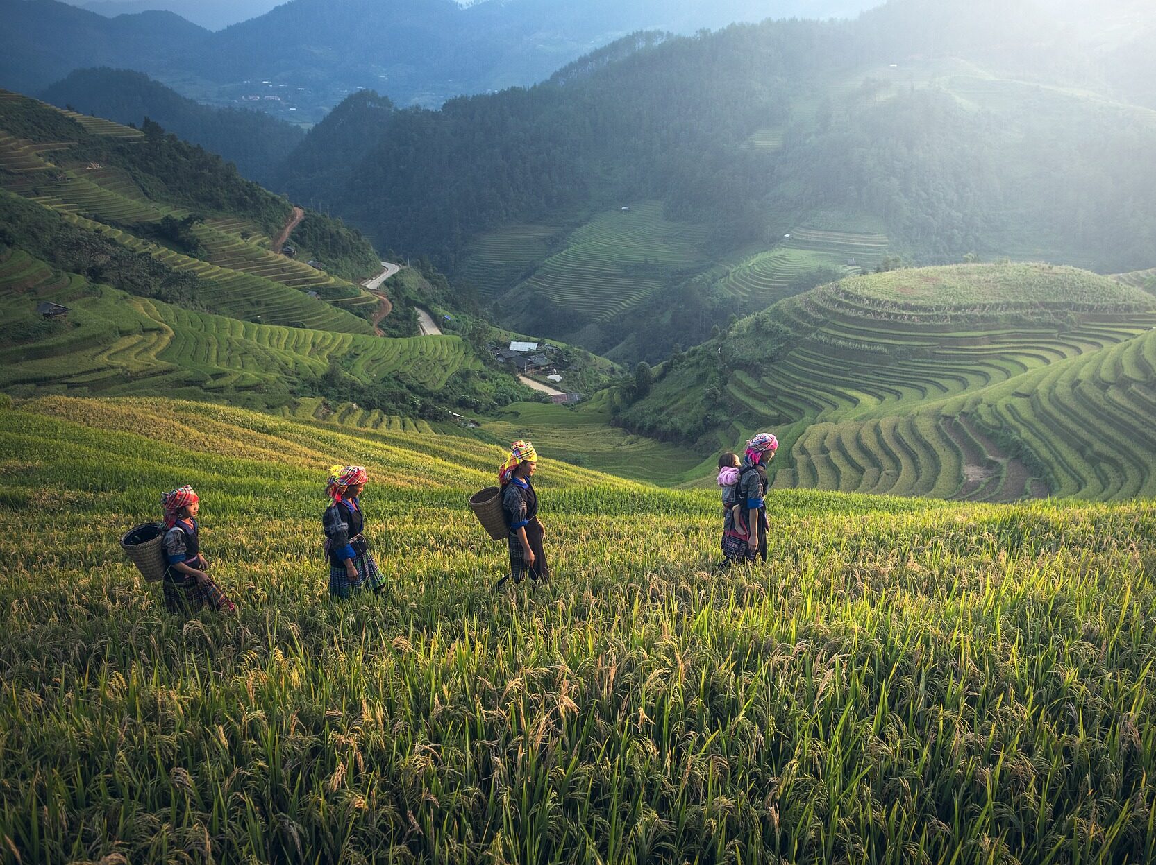 vrouwen aan het werk in de rijstvelden van vietnam