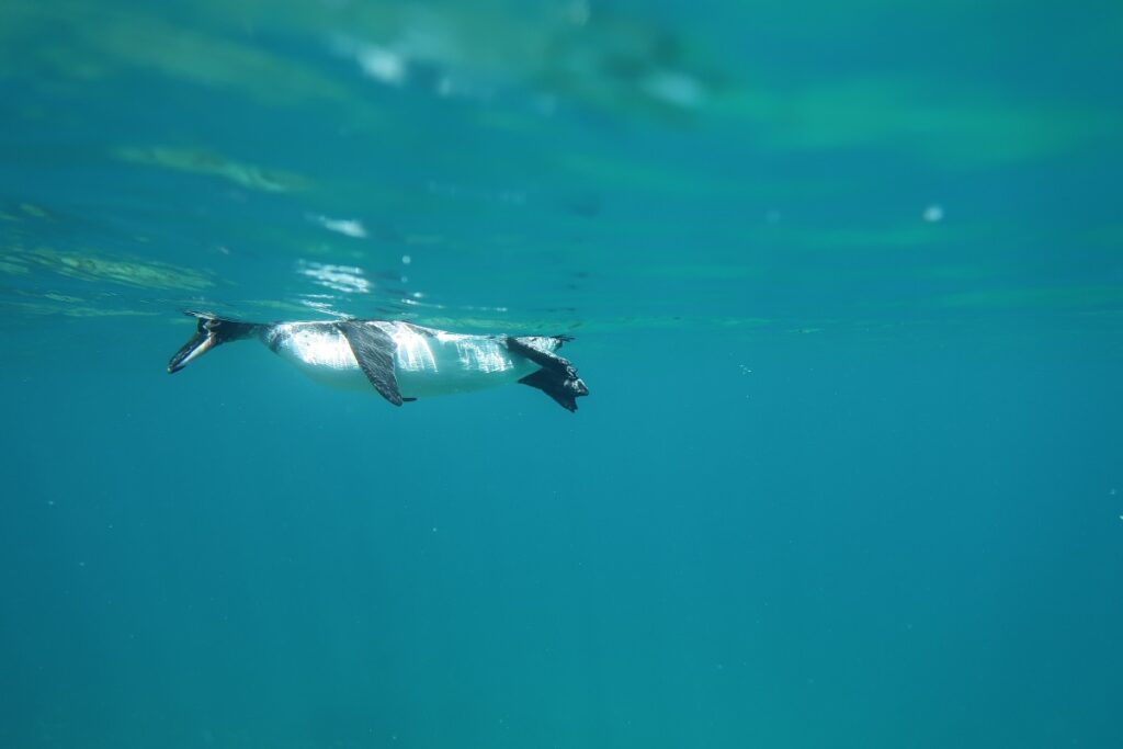 Galapagos pinguin aan het zwemmen
