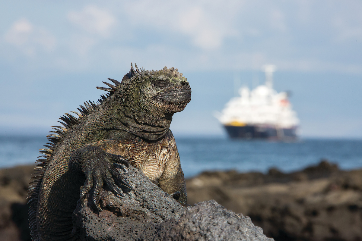 Iguana op Fernadina IJland Galapagos